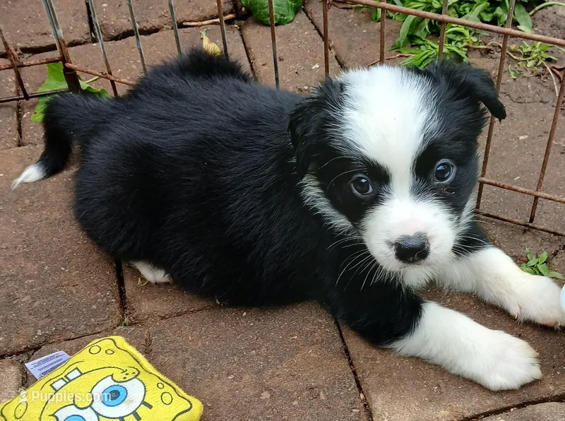 Sunny  – Miniature Australian Shepherd puppy for sale in Penn Valley, CA