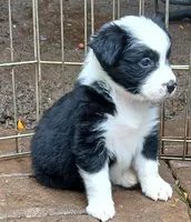 Sunny , a female Miniature Australian Shepherd for sale in Penn Valley, CA – 5 of 9