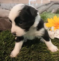 Sunny , a female Miniature Australian Shepherd for sale in Penn Valley, CA – Photo 3 of 3