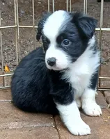Sunny , a female Miniature Australian Shepherd for sale in Penn Valley, CA – 6 of 9