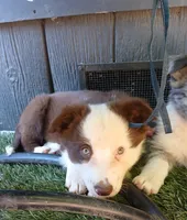 Clover, a female Miniature Australian Shepherd for sale in Penn Valley, CA – 2 of 8