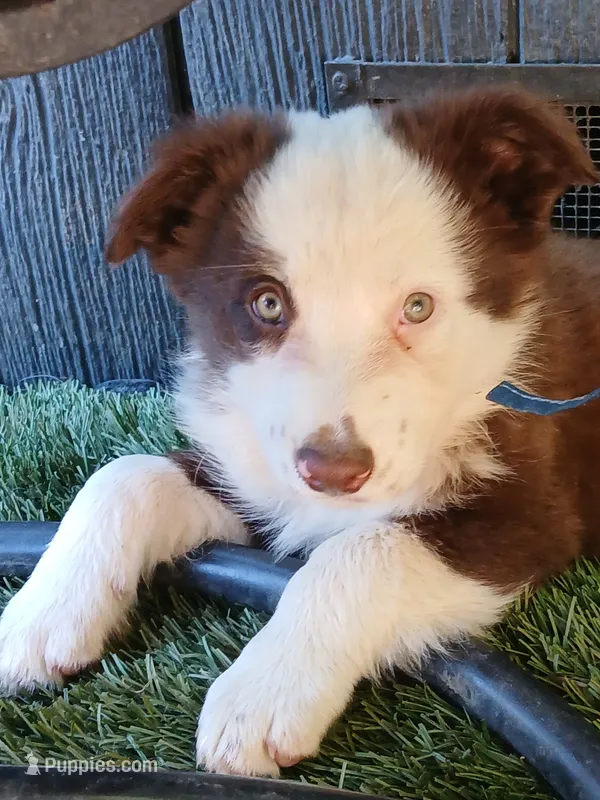 Clover – Miniature Australian Shepherd puppy for sale in Penn Valley, CA