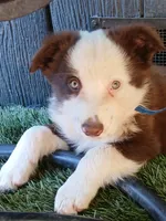 Clover, a female Miniature Australian Shepherd for sale in Penn Valley, CA – 1 of 8