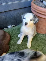 Harley, a male Miniature Australian Shepherd for sale in Penn Valley, CA – 6 of 10