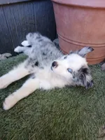 Harley, a male Miniature Australian Shepherd for sale in Penn Valley, CA – 2 of 10