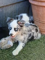 little bandit, a female Miniature Australian Shepherd for sale in Penn Valley, CA – 2 of 4