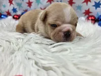 Graham, a male French Bulldog for sale in Aurora, MO – 6 of 6