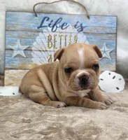 Graham, a male French Bulldog for sale in Aurora, MO – 9 of 10