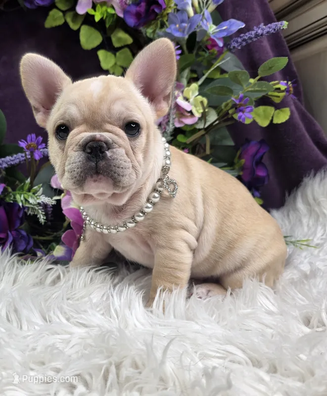 Sommer – French Bulldog puppy for sale in Aurora, MO