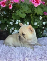 Sunni , a female French Bulldog for sale in Aurora, MO – 8 of 8