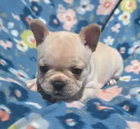 Serene , a female French Bulldog for sale in Aurora, MO – 6 of 9
