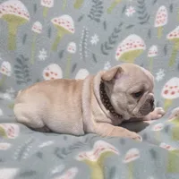Sommer, a female French Bulldog for sale in Aurora, MO – 7 of 7