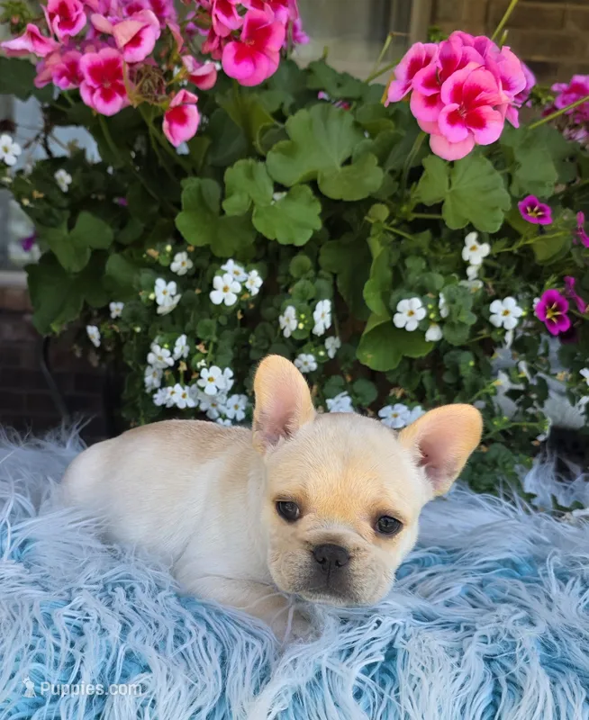 Serene  – French Bulldog puppy for sale in Aurora, MO