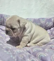 Skylynn , a female French Bulldog for sale in Aurora, MO – 8 of 9