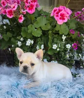 Serene , a female French Bulldog for sale in Aurora, MO – 2 of 9
