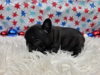 Alisha, a female French Bulldog for sale in Aurora, MO – 4 of 5