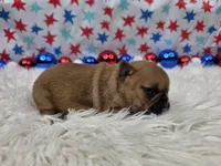 Gracelynn, a female French Bulldog for sale in Aurora, MO – 2 of 7