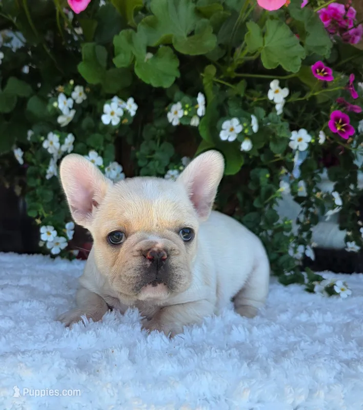 Skylynn  – French Bulldog puppy for sale in Aurora, MO