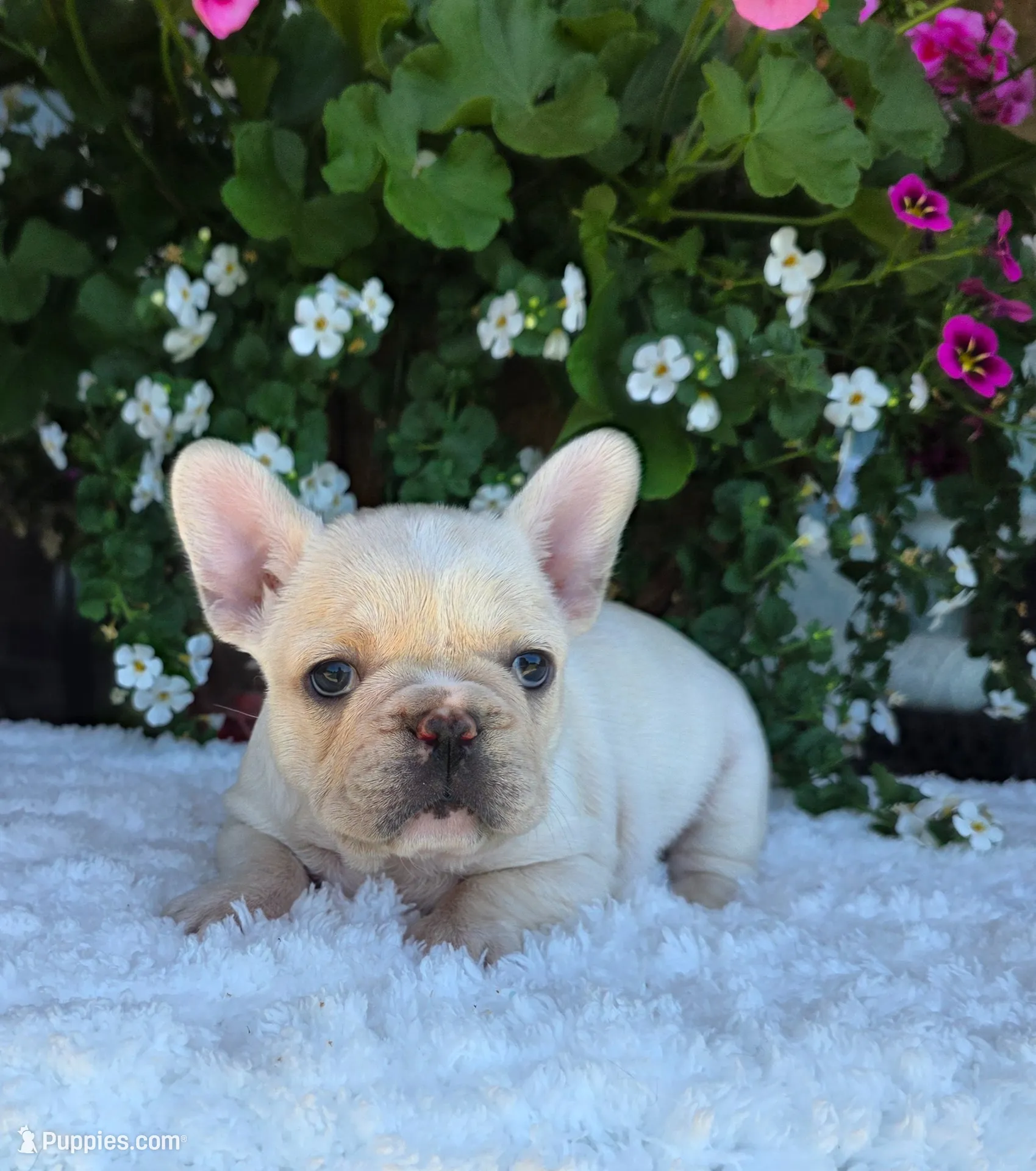 Skylynn , a female French Bulldog for sale in Aurora, MO – 1 of 9