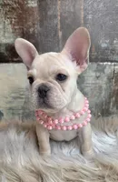 Addison, a female French Bulldog for sale in Aurora, MO – Photo 3 of 10