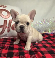 Addison, a female French Bulldog for sale in Aurora, MO – Photo 9 of 10