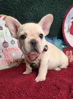 Addison, a female French Bulldog for sale in Aurora, MO – Photo 6 of 10