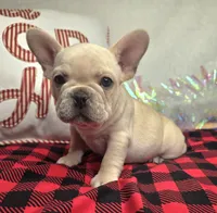 Addison, a female French Bulldog for sale in Aurora, MO – Photo 8 of 10