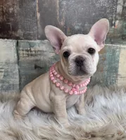 Addison, a female French Bulldog for sale in Aurora, MO – Photo 2 of 10