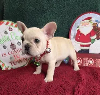 Addison, a female French Bulldog for sale in Aurora, MO – Photo 7 of 10
