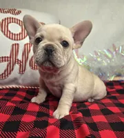 Addison, a female French Bulldog for sale in Aurora, MO – Photo 10 of 10
