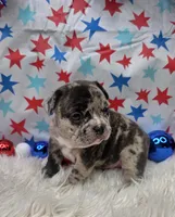 Avery, a male French Bulldog for sale in Aurora, MO – 4 of 7