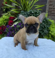Gracelynn, a female French Bulldog for sale in Aurora, MO – 4 of 10
