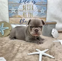 Indy, a female French Bulldog for sale in Aurora, MO – 5 of 10