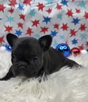 Alisha, a female French Bulldog for sale in Aurora, MO – 2 of 5