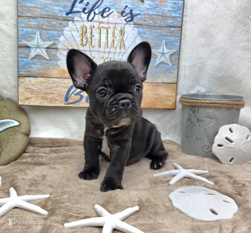Alisha – French Bulldog puppy for sale in Aurora, MO