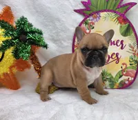 Gracelynn, a female French Bulldog for sale in Aurora, MO – 8 of 10
