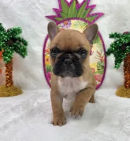 Gracelynn, a female French Bulldog for sale in Aurora, MO – 7 of 10