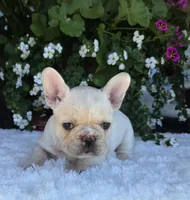 Skylynn , a female French Bulldog for sale in Aurora, MO – 3 of 9