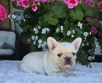 Skylynn , a female French Bulldog for sale in Aurora, MO – 5 of 9