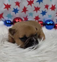 Gracelynn, a female French Bulldog for sale in Aurora, MO – 3 of 7