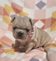 Sunni , a female French Bulldog for sale in Aurora, MO – 6 of 8