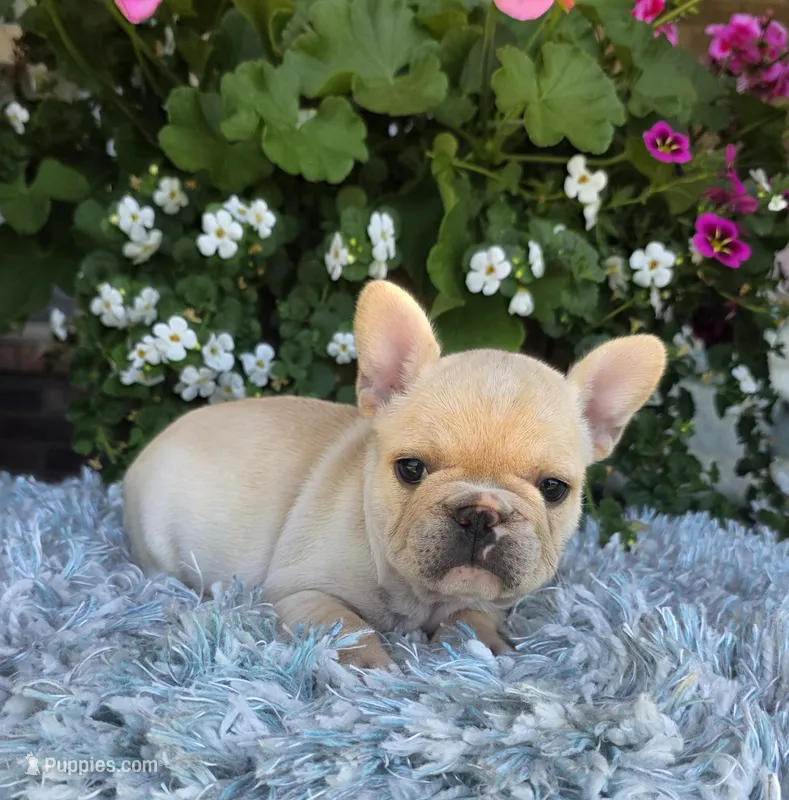 Sommer – French Bulldog puppy for sale in Aurora, MO