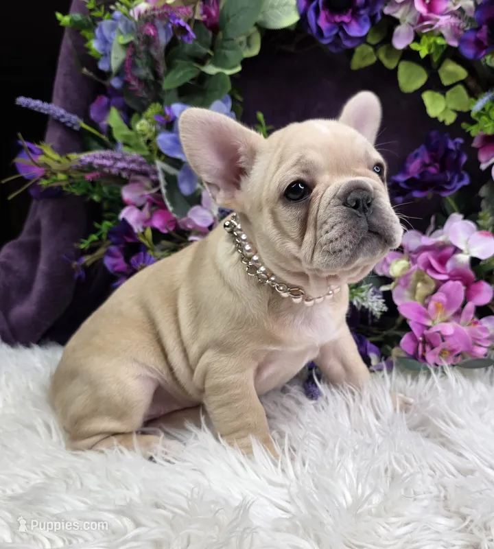 Sunni  – French Bulldog puppy for sale in Aurora, MO