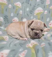Sommer, a female French Bulldog for sale in Aurora, MO – 5 of 7
