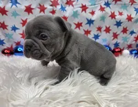 Abel, a male French Bulldog for sale in Aurora, MO – 3 of 7