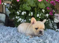 Sommer, a female French Bulldog for sale in Aurora, MO – 4 of 7
