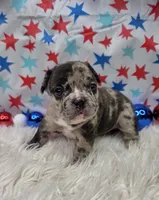 Avery, a male French Bulldog for sale in Aurora, MO – 5 of 7