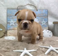 Graham, a male French Bulldog for sale in Aurora, MO – 7 of 10