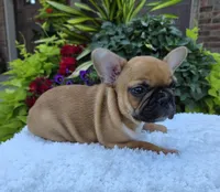 Gracelynn, a female French Bulldog for sale in Aurora, MO – 2 of 10