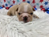 Graham, a male French Bulldog for sale in Aurora, MO – 3 of 6
